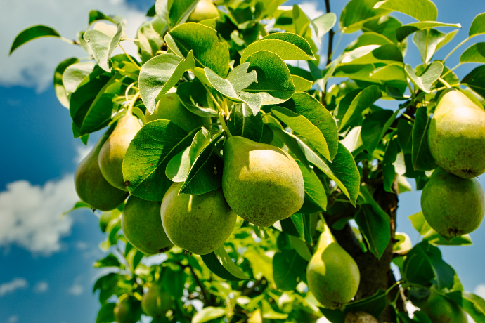 green round fruits on tree during daytime