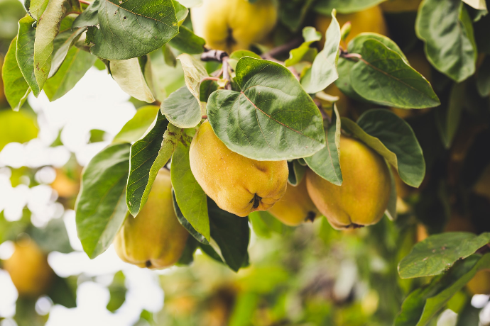 macro photography of round yellow fruits